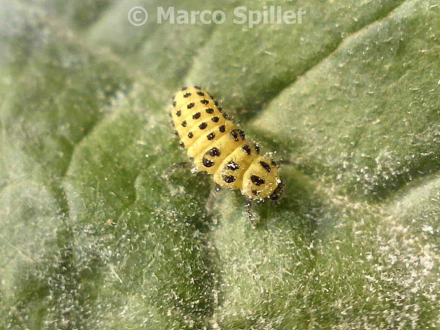 Psyllobora vigintiduopunctata in copula e larva